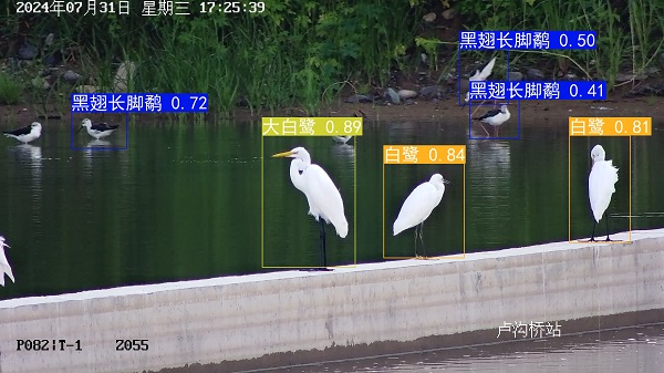 24.7.31黑翅长脚鹬 白鹭 大白鹭.jpg