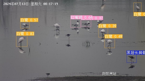 24.7红嘴鸥 黑翅长脚鹬 白鹭.jpg